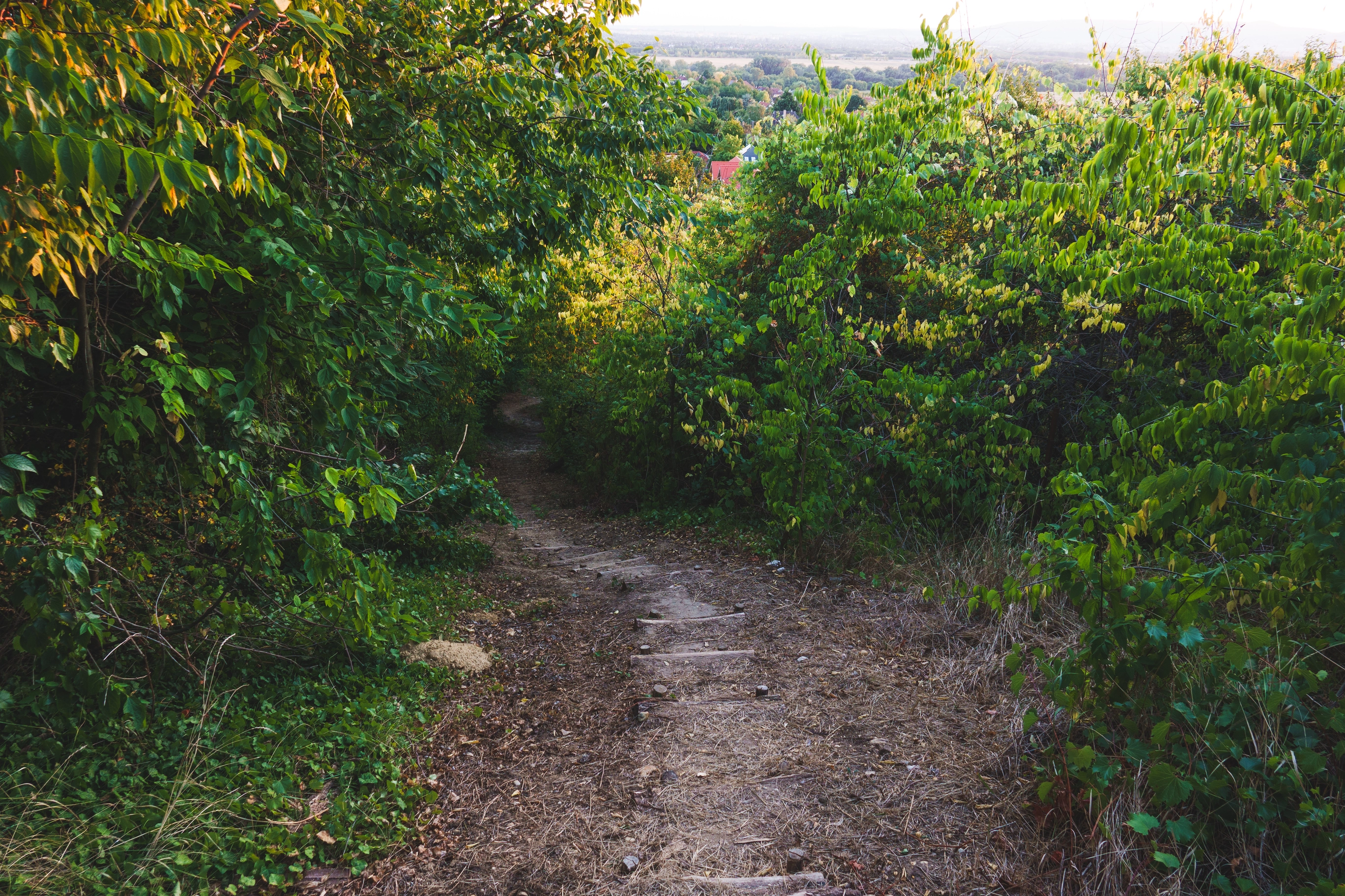 A photo of a trail going through green leaves