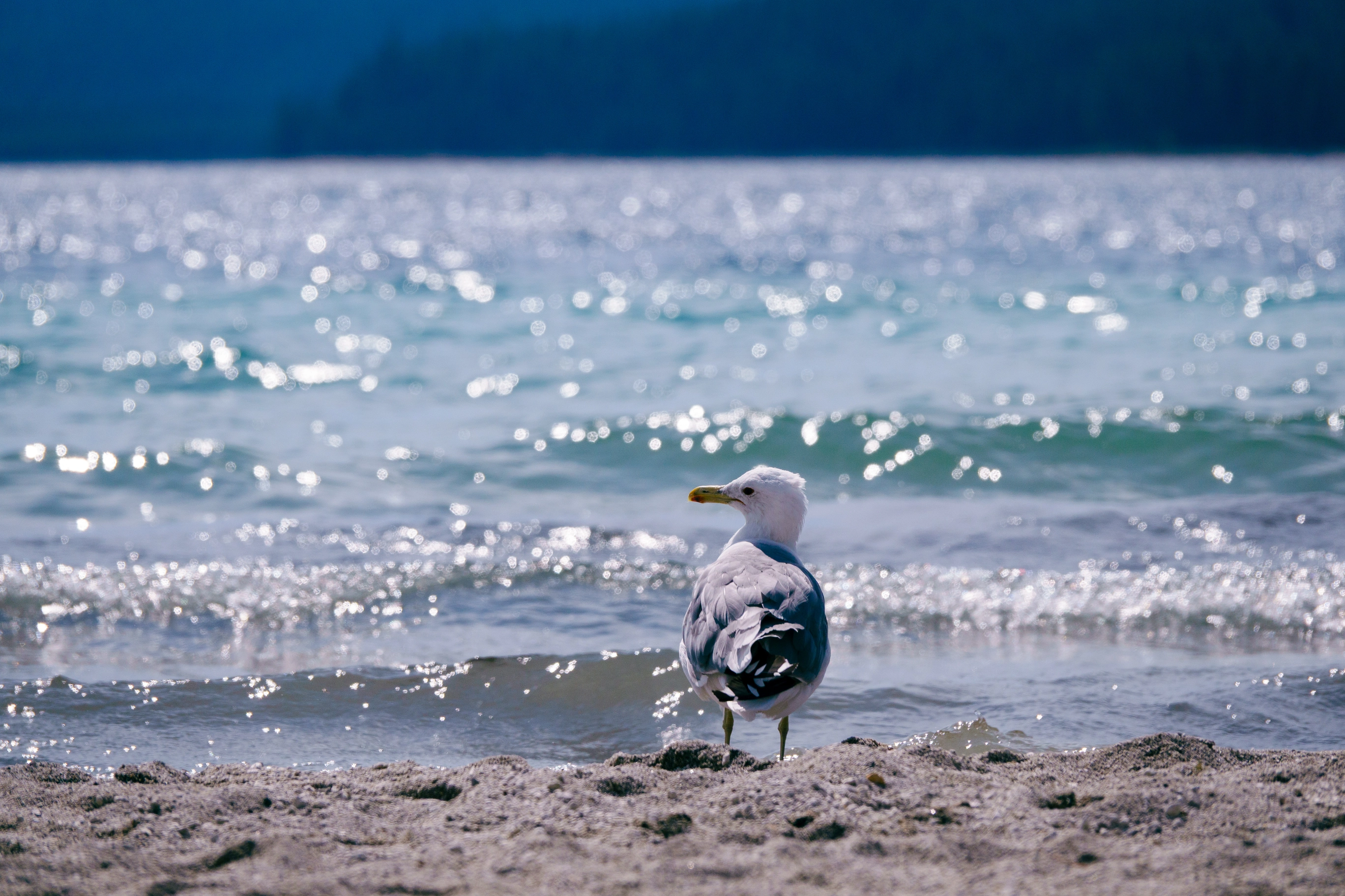 A photo of a seagull on a lakeshore