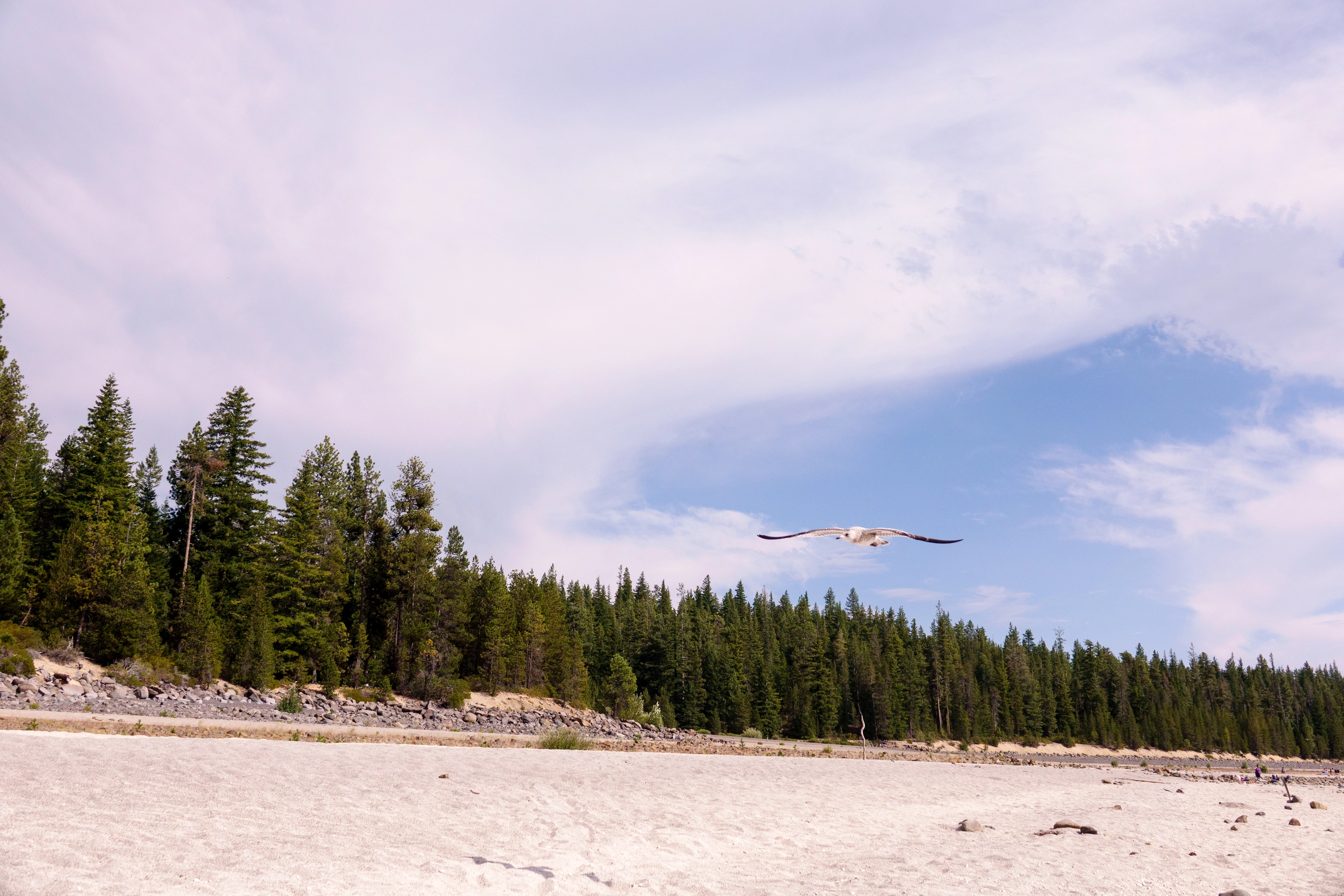 A photo of a seagull flying at a beach