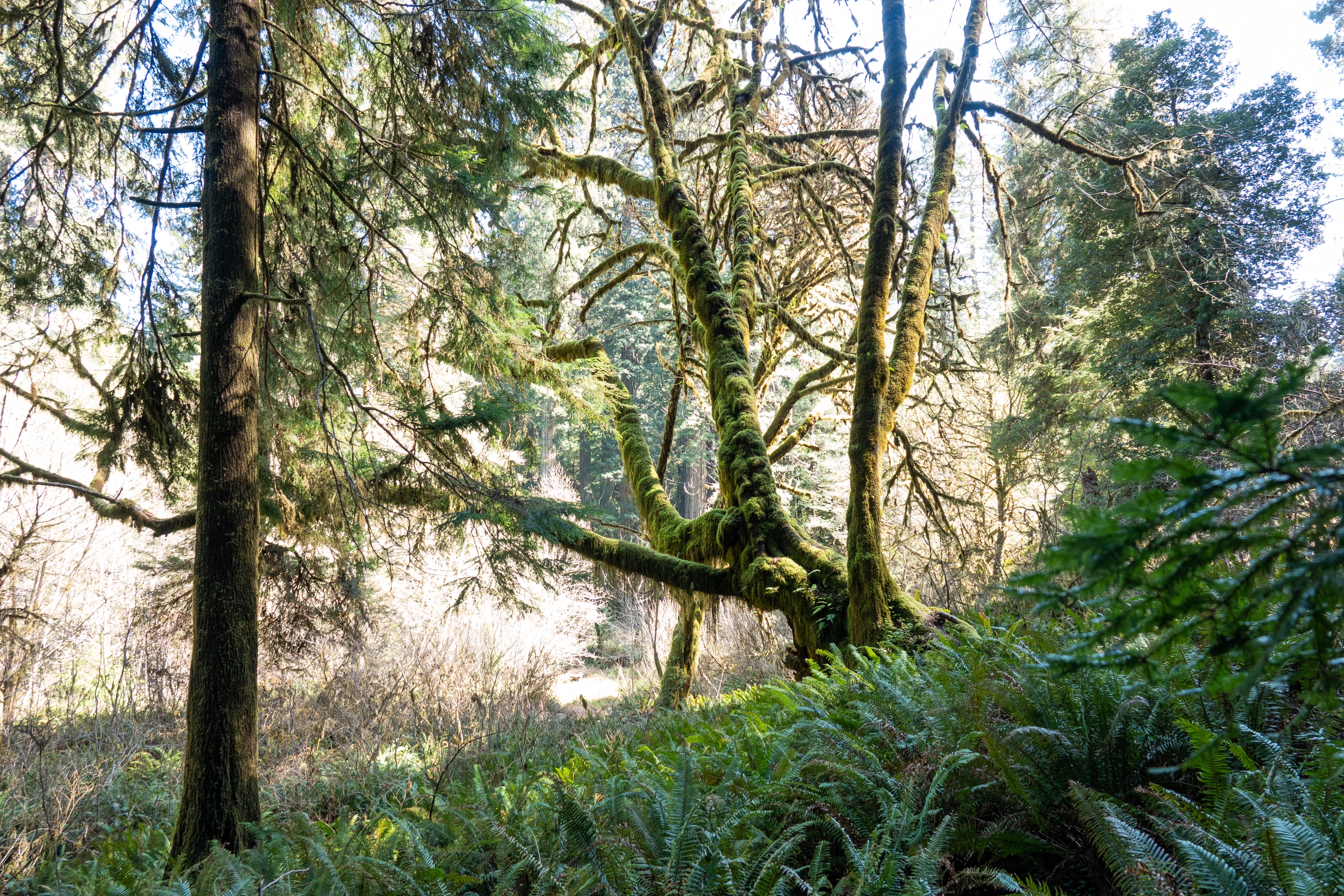 A photo of a curvy, mossy tree in the redwoods