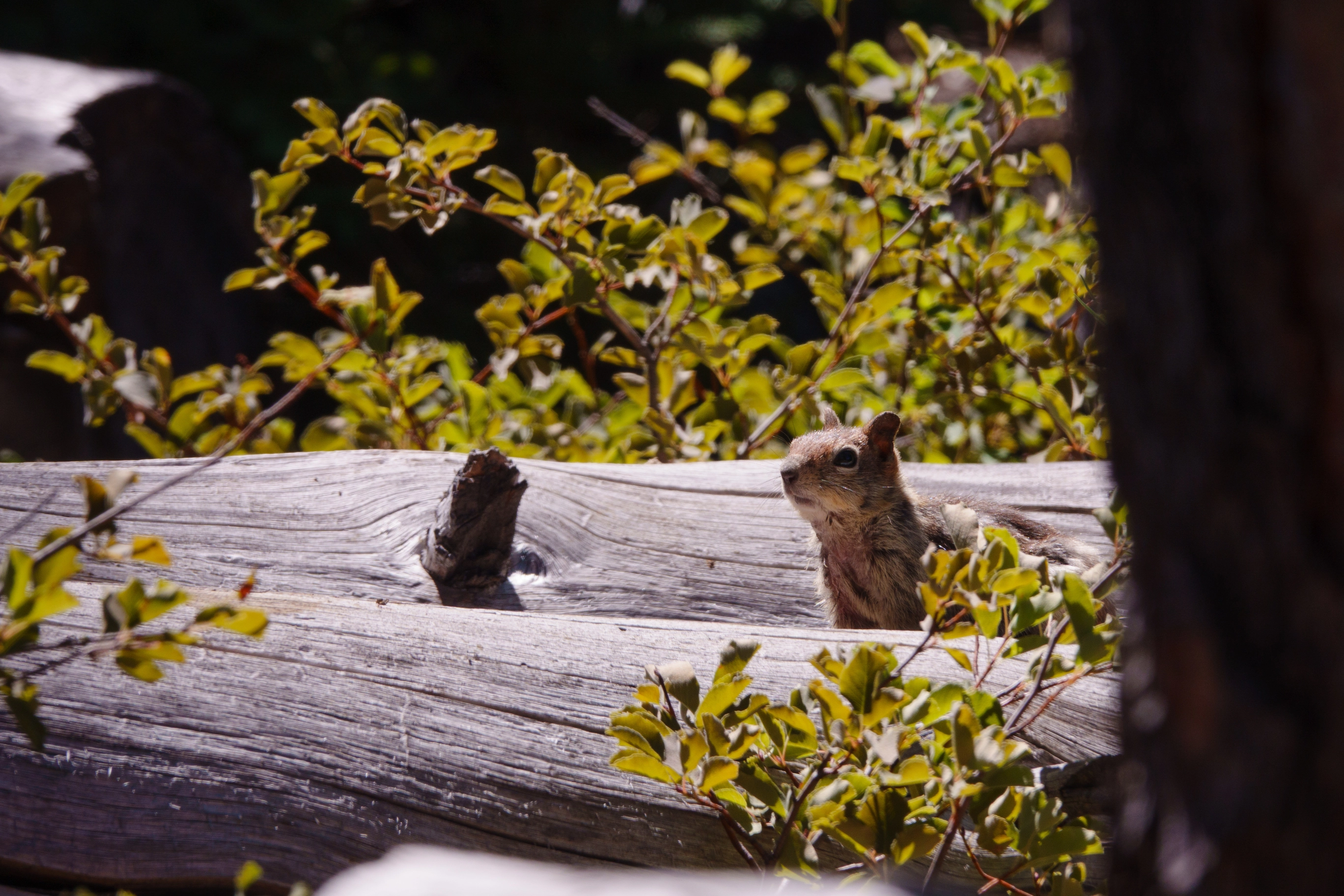A photo of a chipmunk in the woods