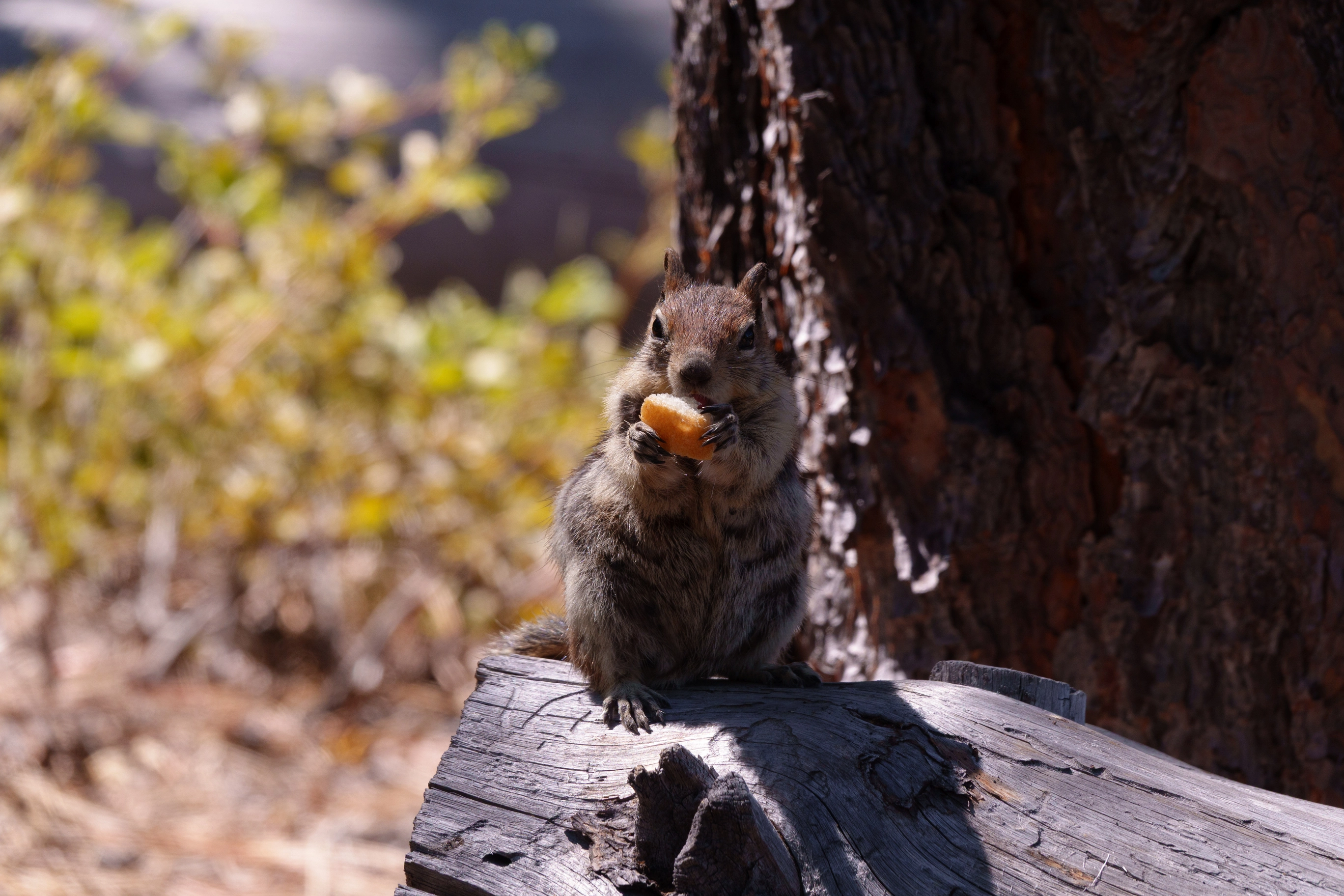 A photo of a chipmunk eating