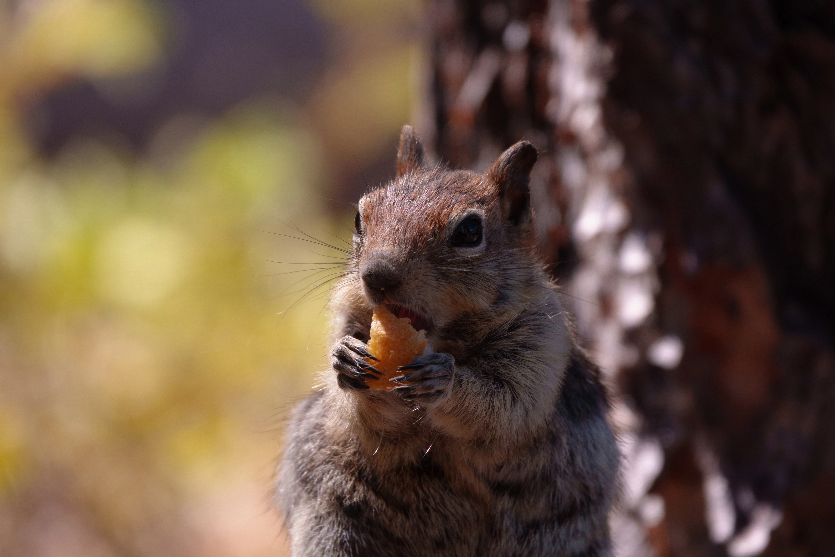 A photo of a chipmunk eating