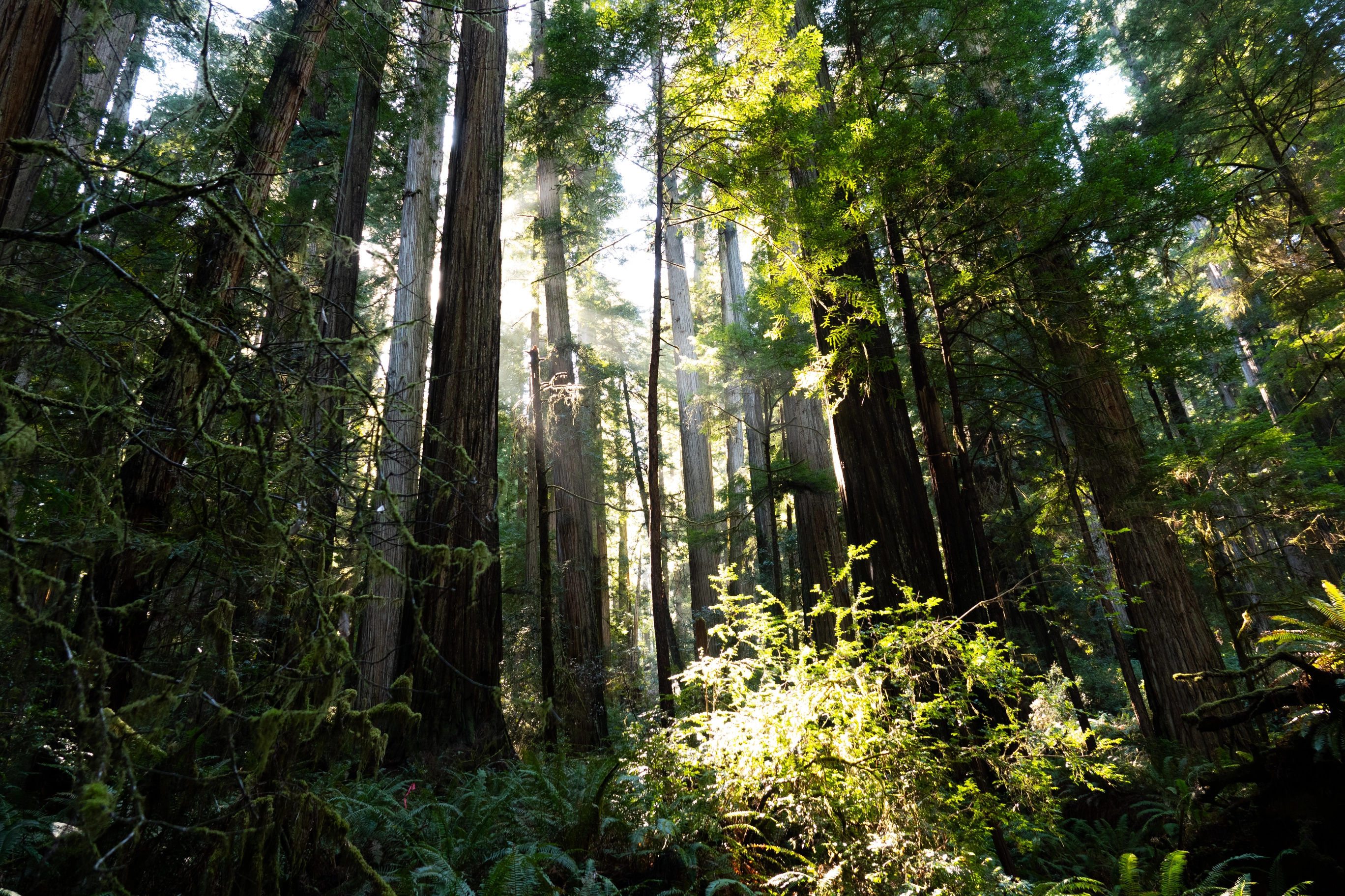 A photo of the sunlight beaming into the redwoods