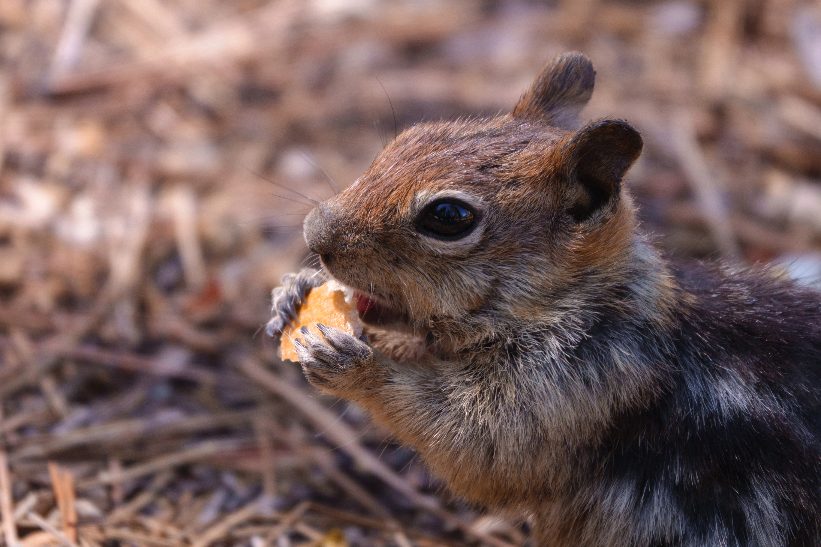 A photo of a chipmunk eating