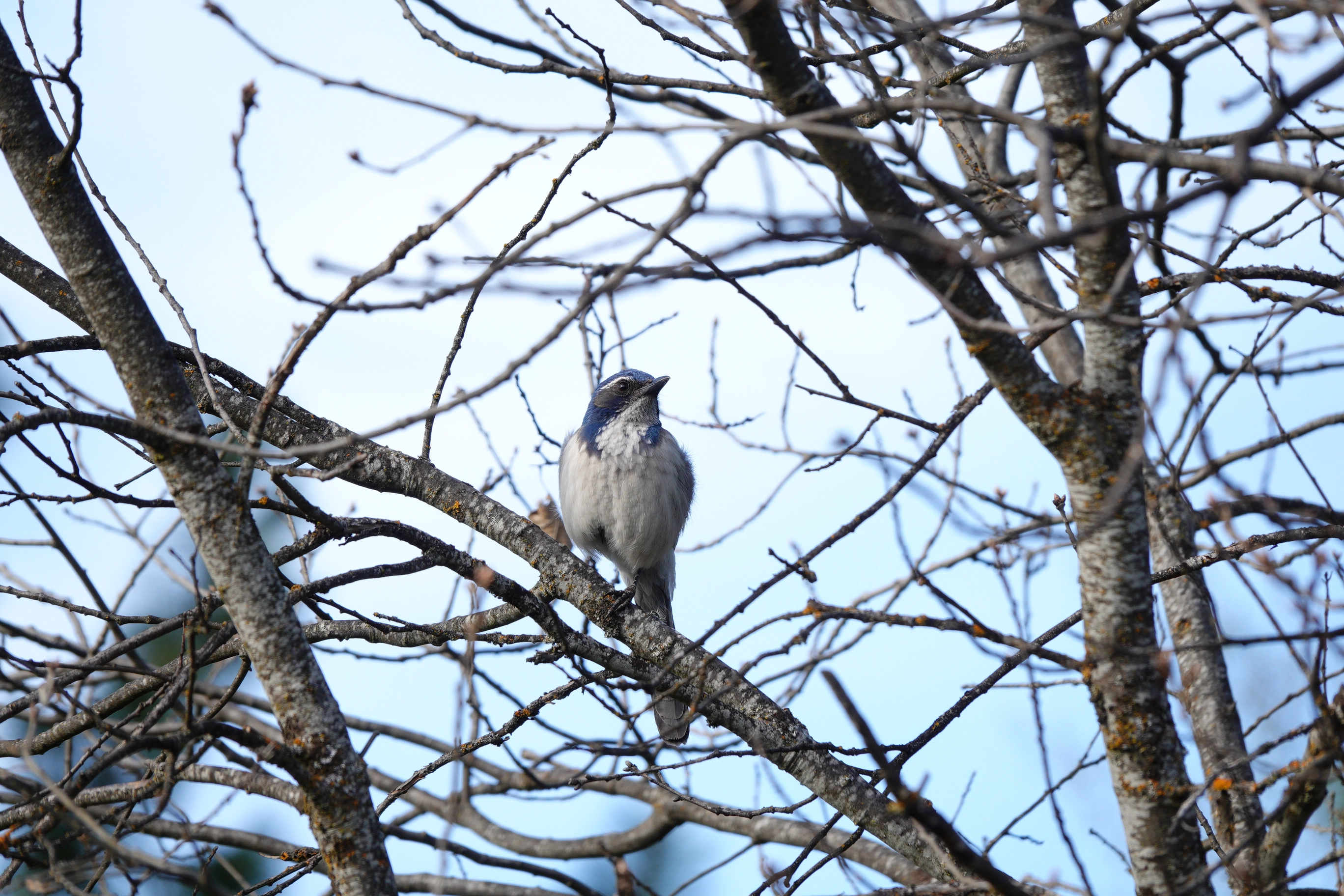 A photo of a blue jay on a branch