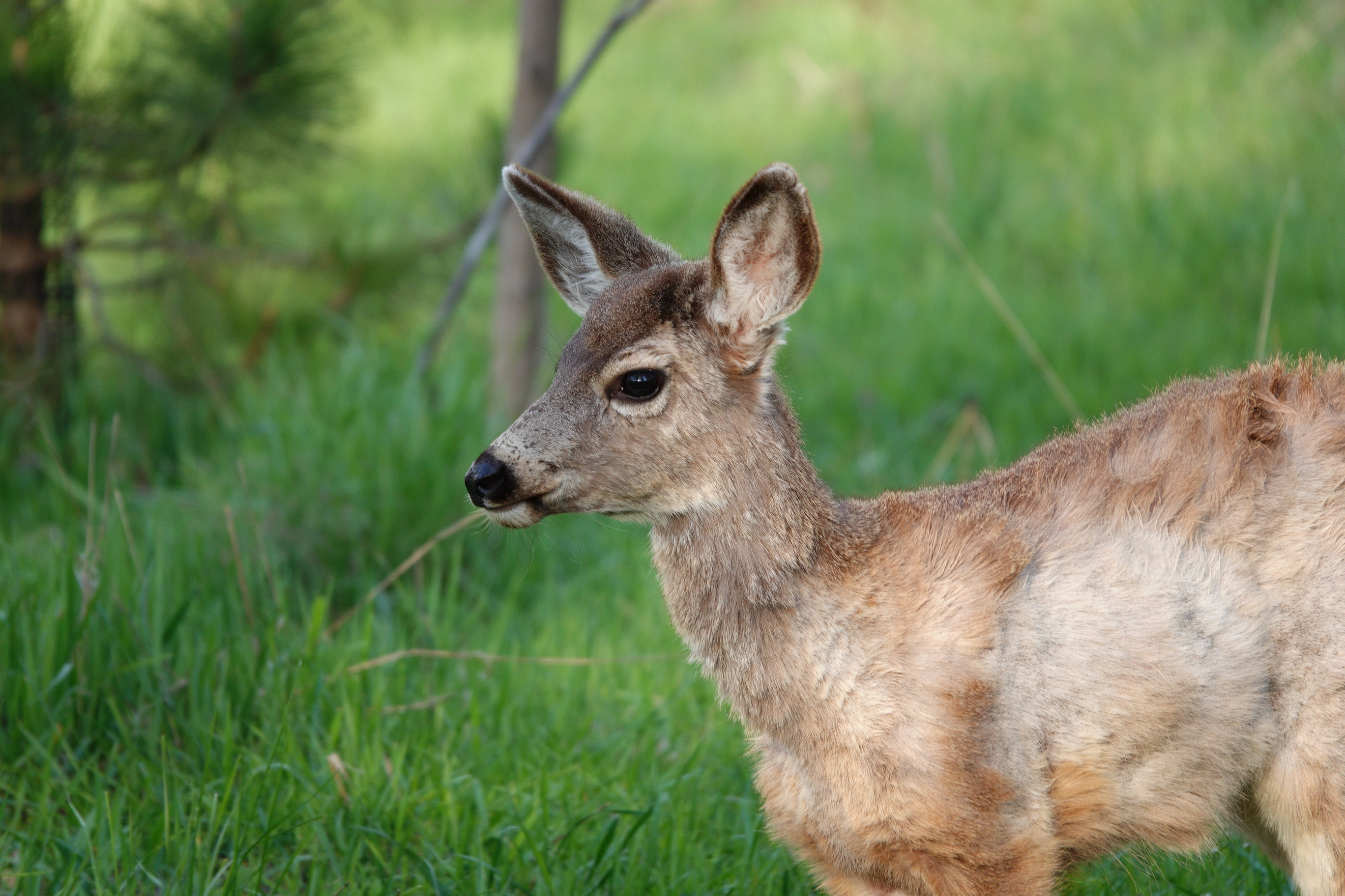 A photo of deer