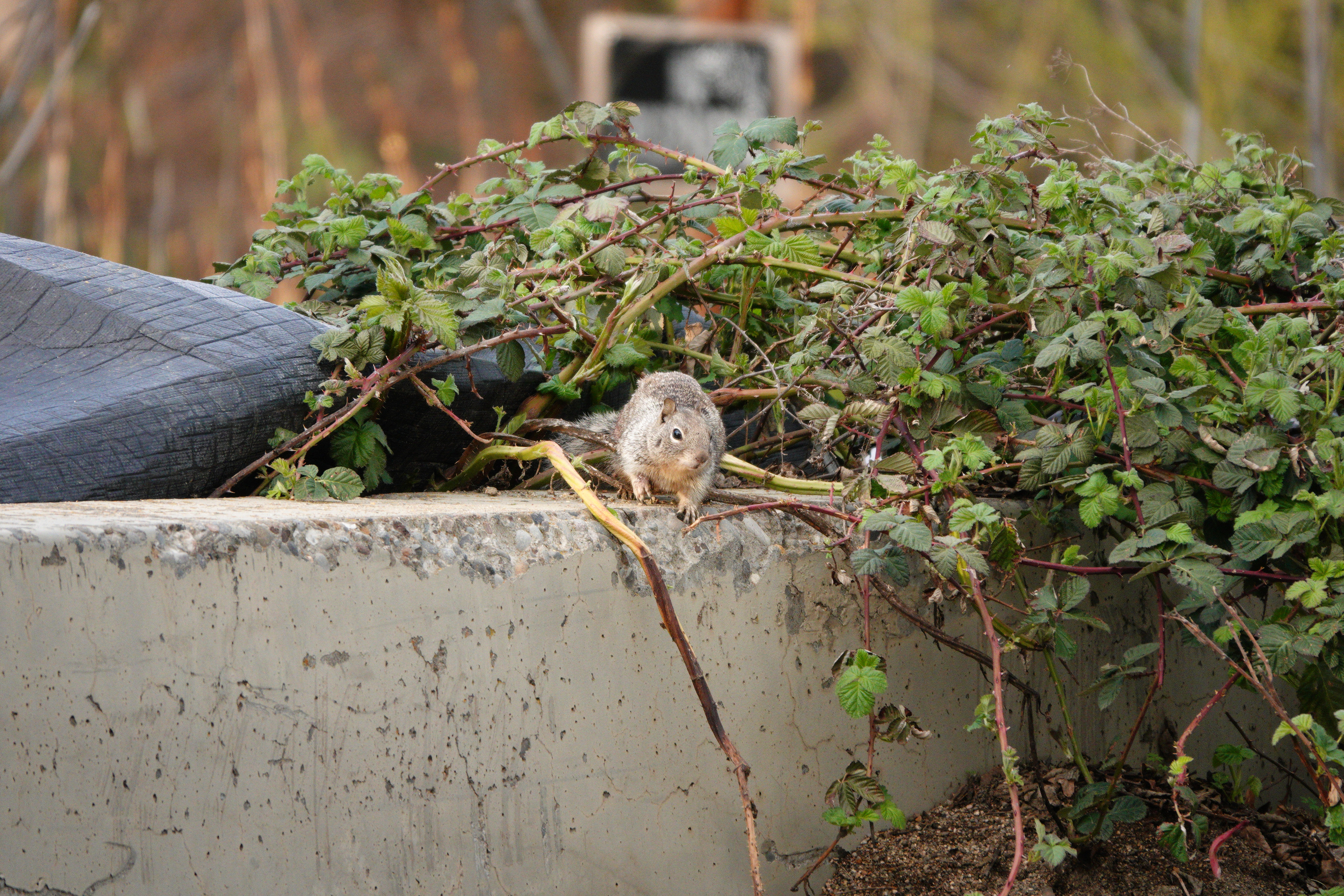 A photo of squirrel