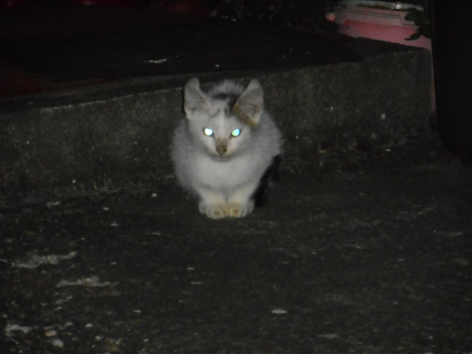 A photo of a cat at night
