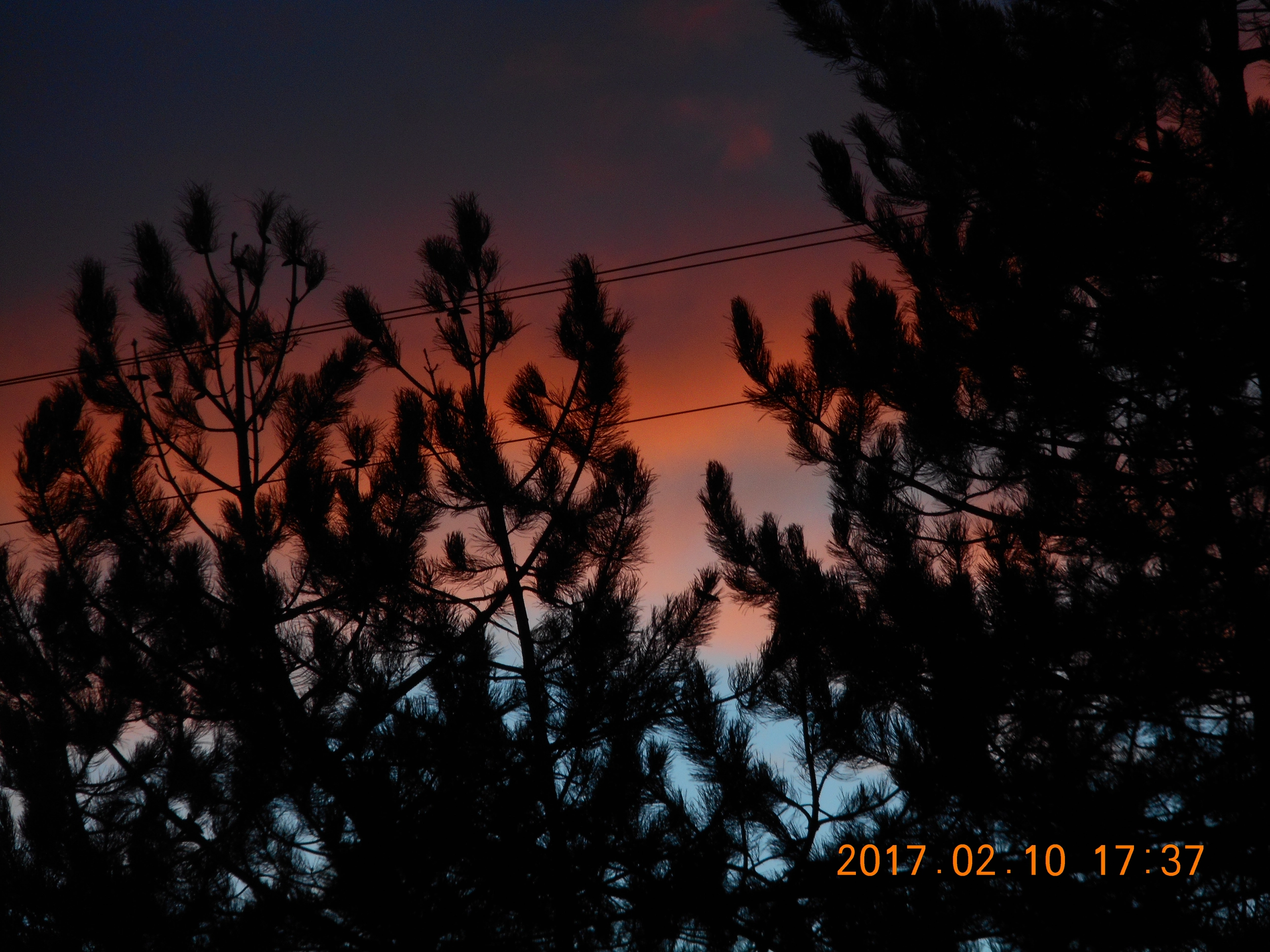 A photo of orange clouds behind trees